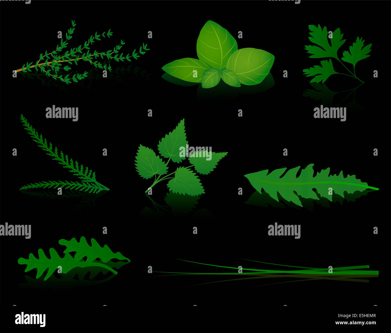 Various herbs thyme, basil, parsley, yarrow, stinging nettle, dandelion, rocket and chives