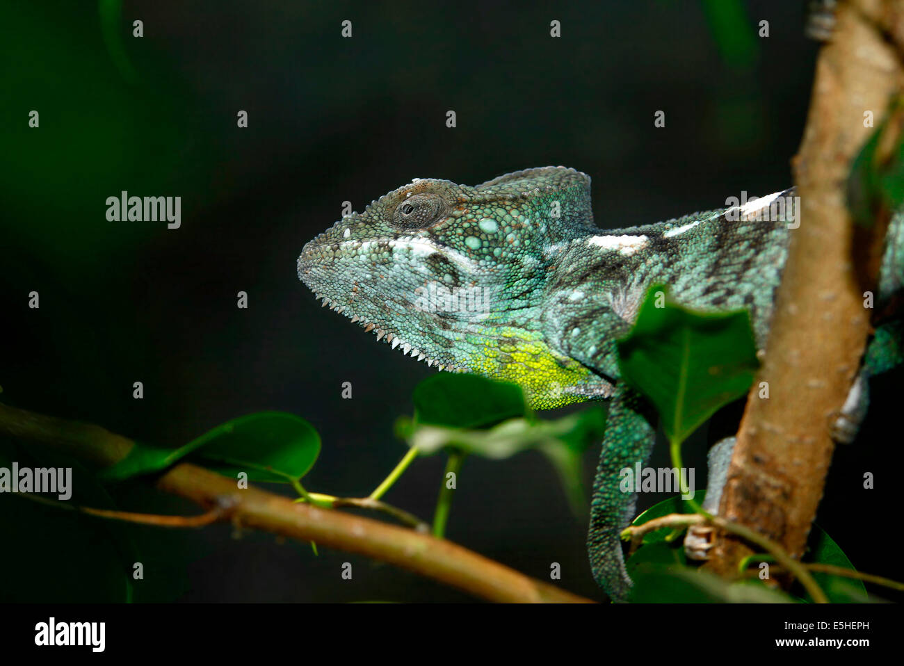 Giant Chamaeleon (Furcifer oustaleti) the most great species of chamaeleons Stock Photo