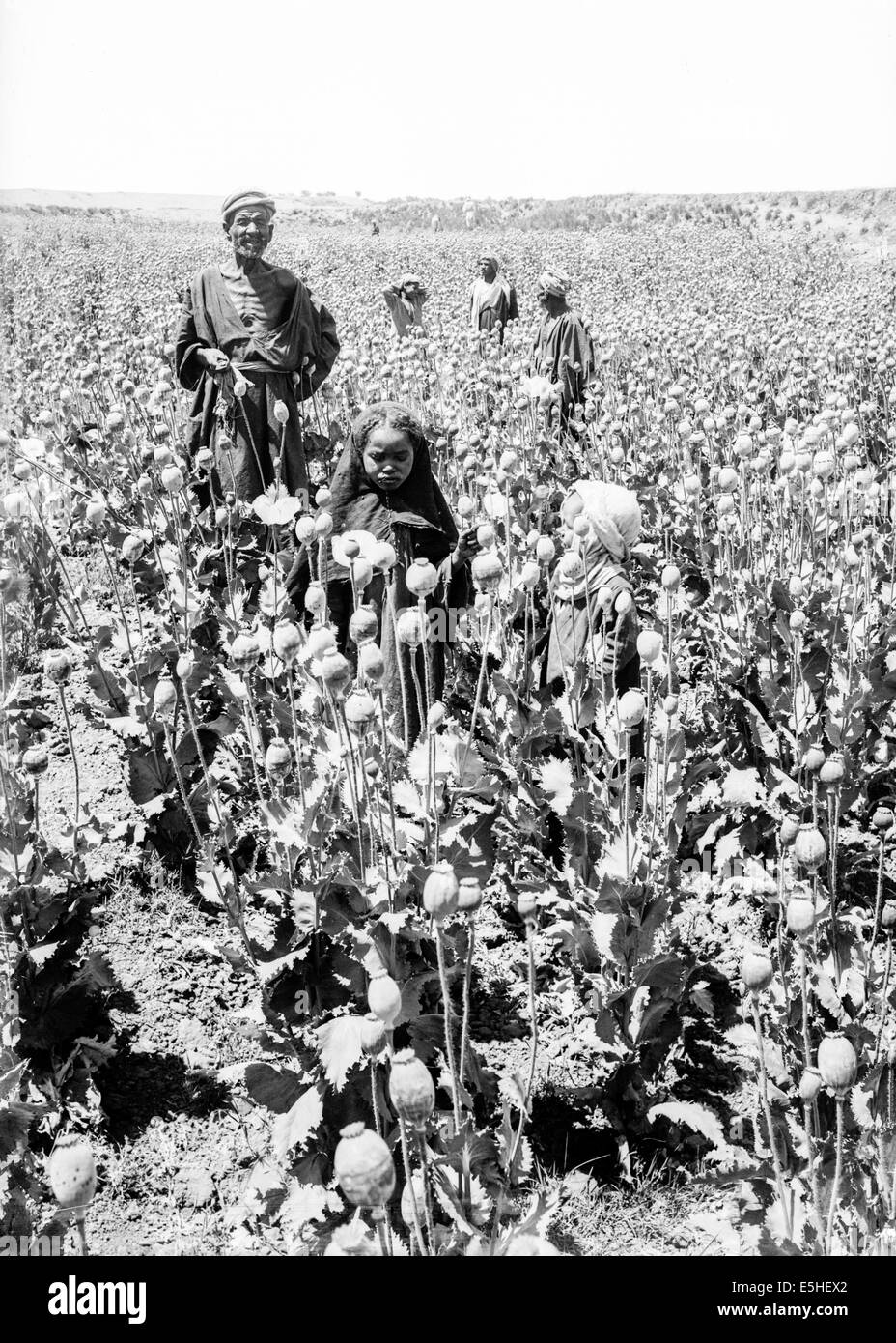 Arab men and African children harvesting opium in Egypt circa 1910. See description for further information. Stock Photo