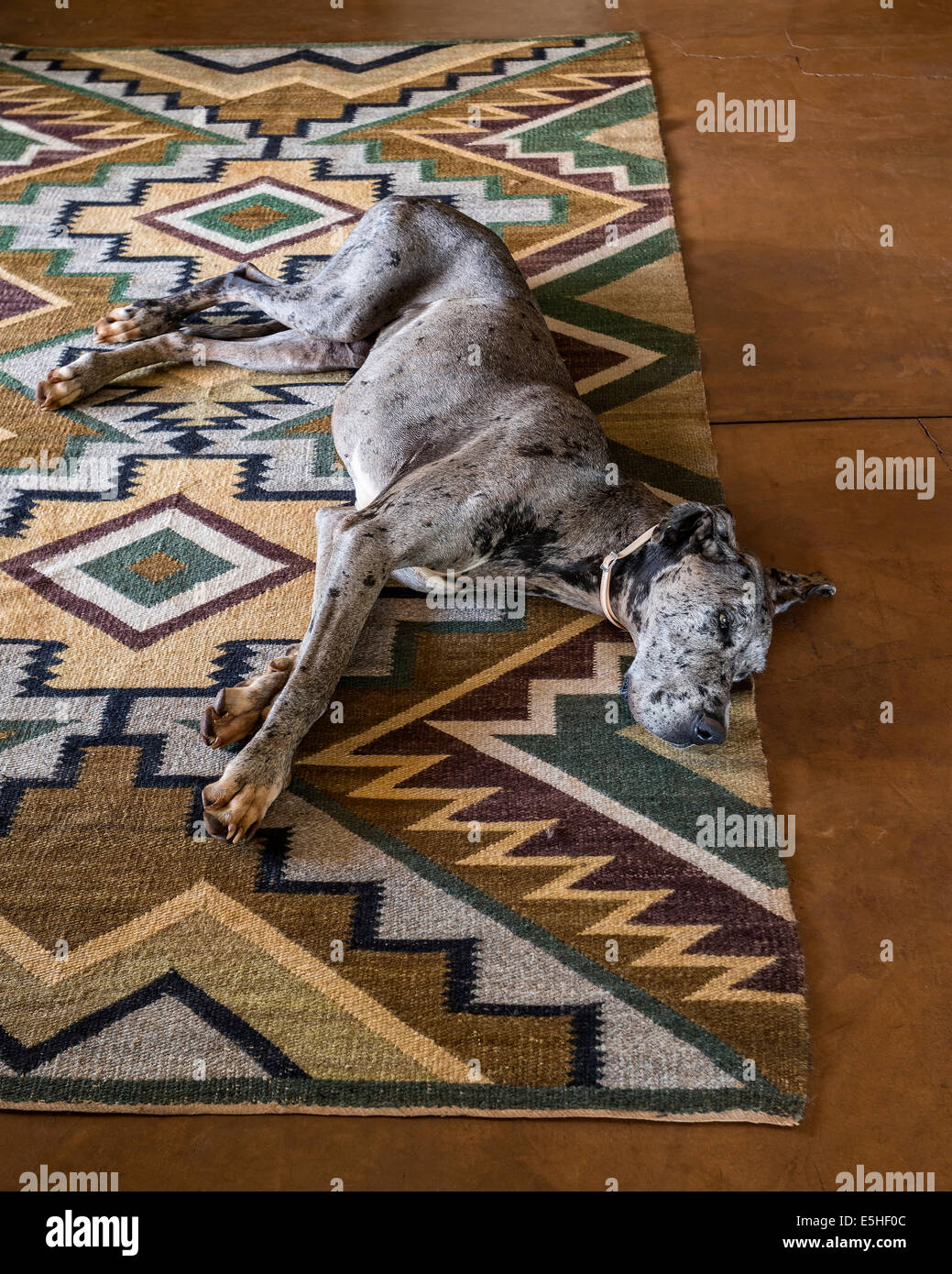 Great Dane or German Mastiff,  lying on geometric patterned rug Stock Photo