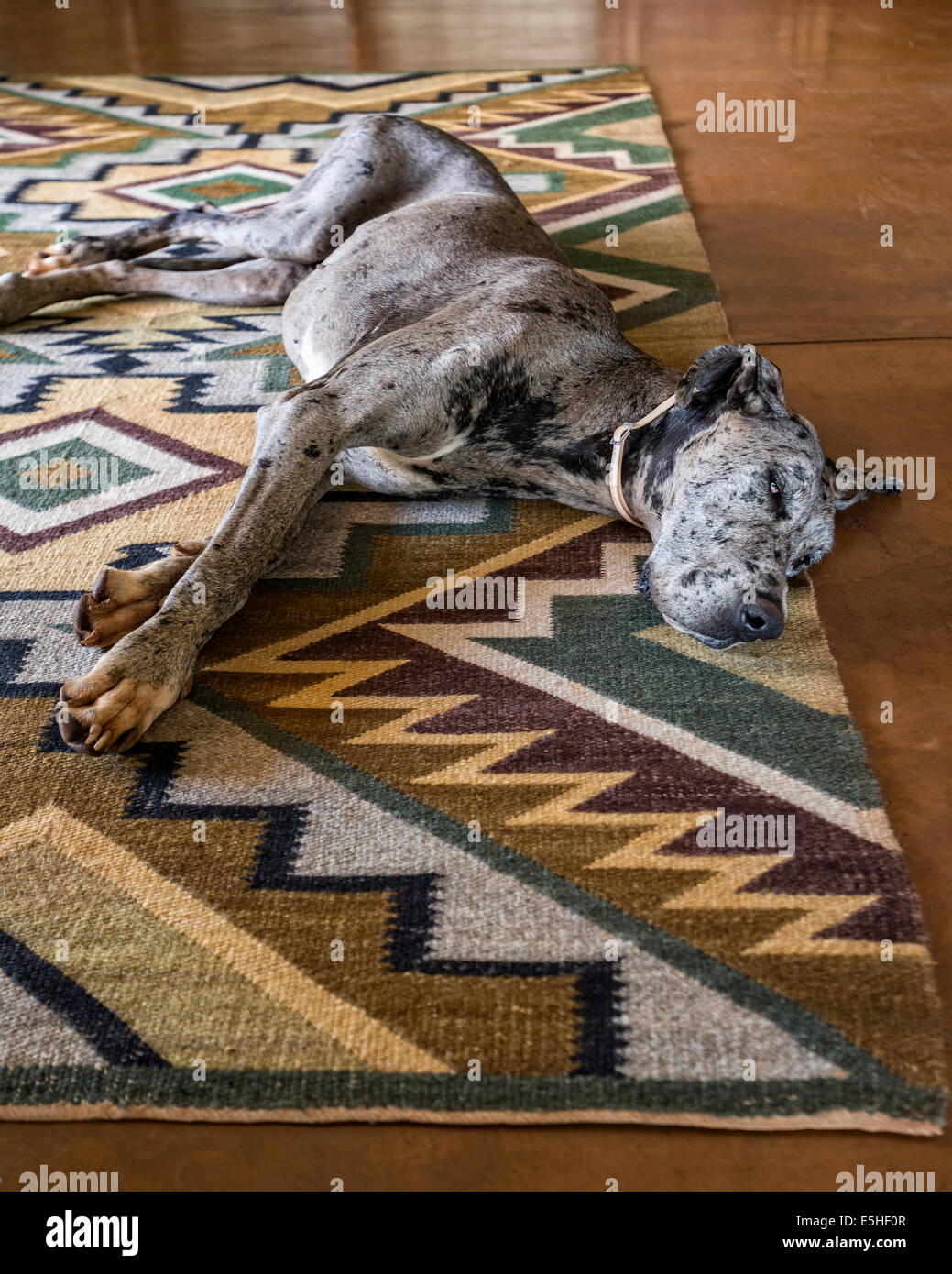 Great Daneor or German Mastiff lying on geometric patterned rug Stock Photo