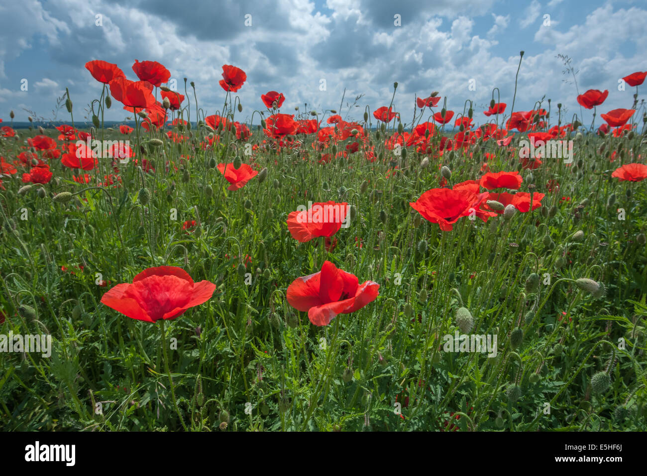 poppy on blue sky background Stock Photo - Alamy