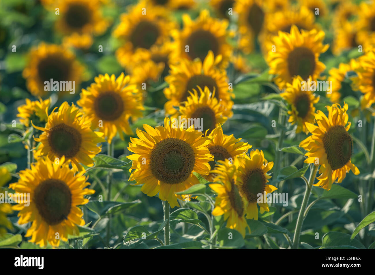 the sunflower field close up Stock Photo - Alamy