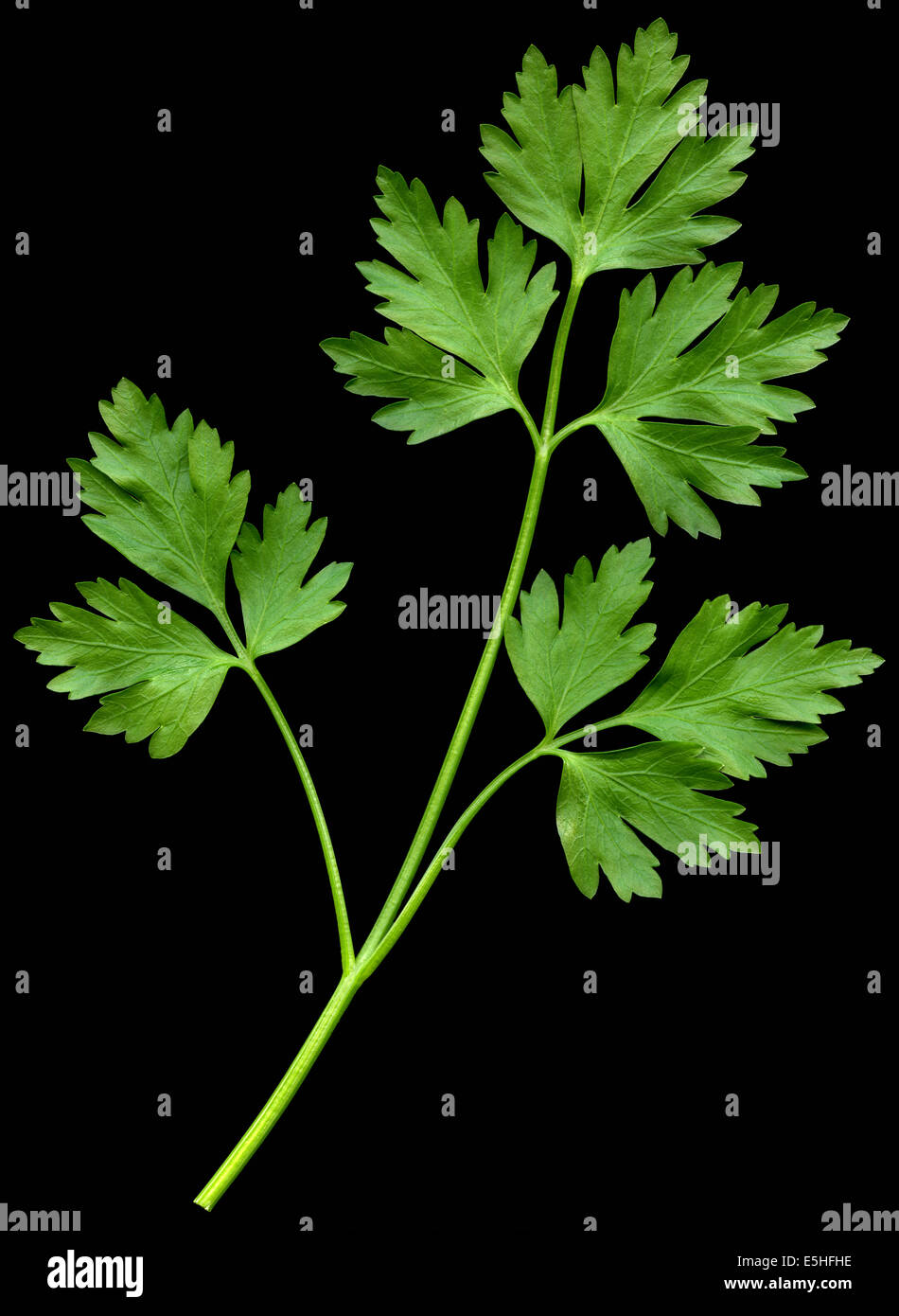 A sprig of flat-leaved parsley flat against a black background Stock Photo