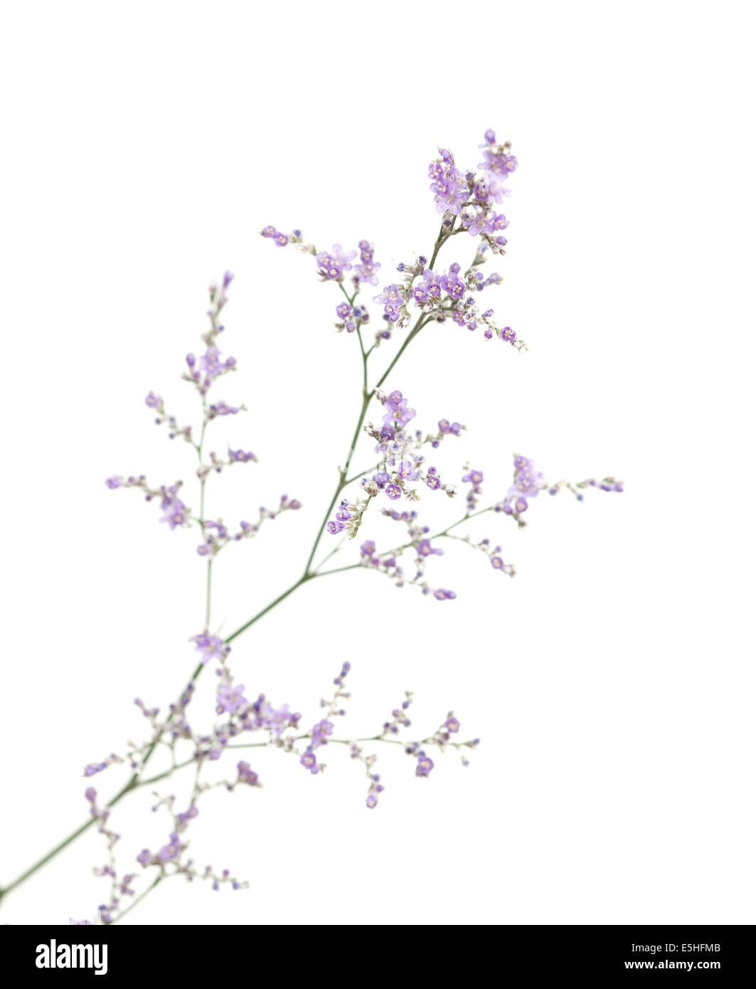 small purple limonium flowers isolated on white background Stock Photo