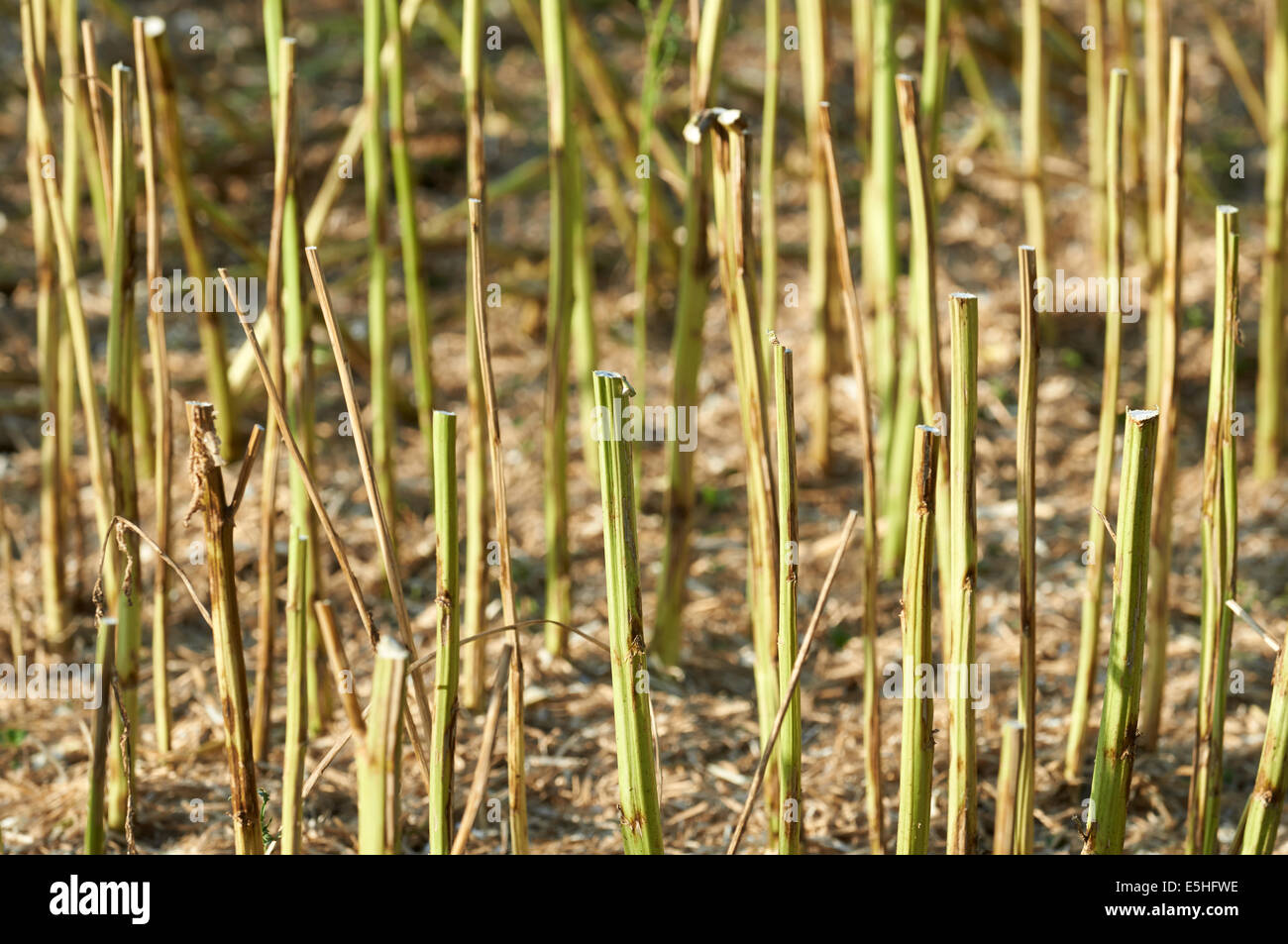 Oil seed rape stubble Stock Photo - Alamy