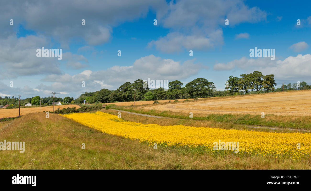 STRIP OR SWATHE OF YELLOW FLOWERS AND BARLEY FIELDS NEAR MUNLOCHY BLACK