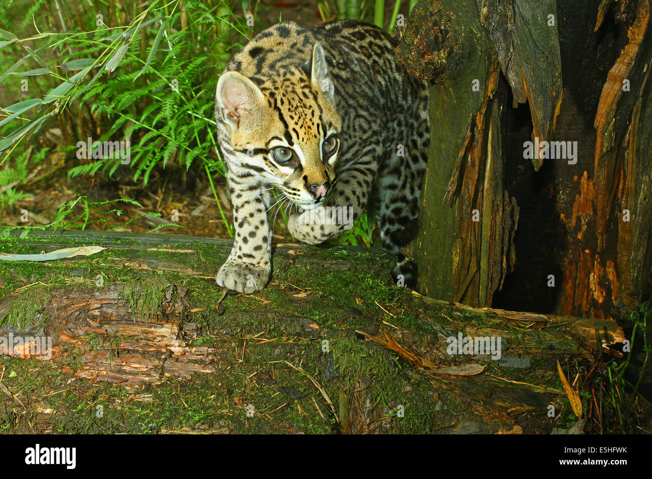 Ocelot (Leopardus pardalis) clos up on trunk fallen tree in rain forest Stock Photo