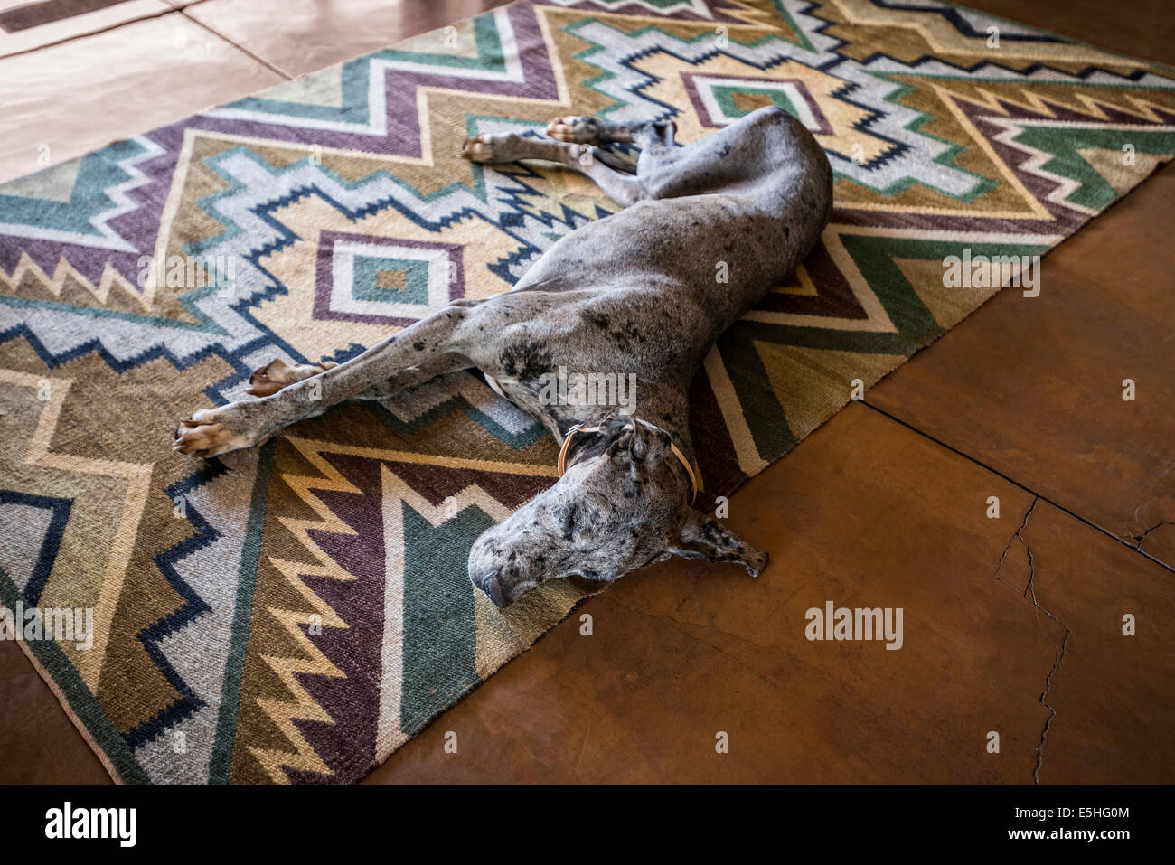 Great Dane or or German Mastiff lying on geometric patterned rug Stock Photo