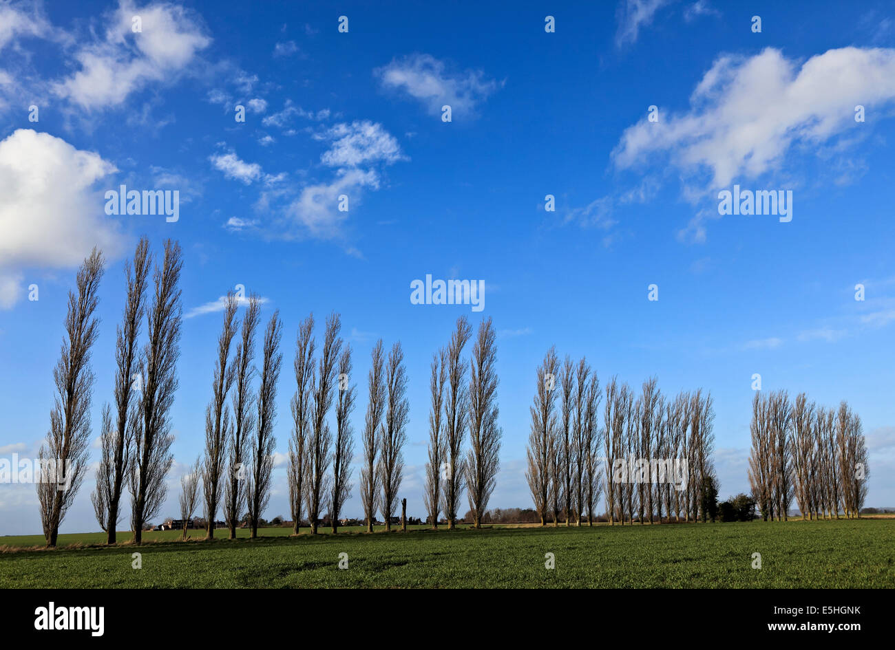 9550. Row of Poplar trees, near Faversham, Kent Stock Photo Alamy