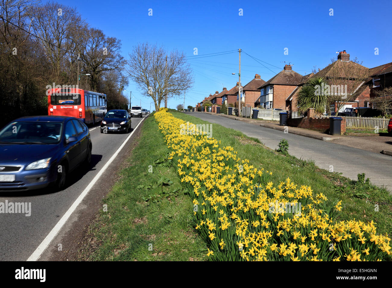9551. Daffodils, Sturry Hill, Canterbury, Kent Stock Photo Alamy