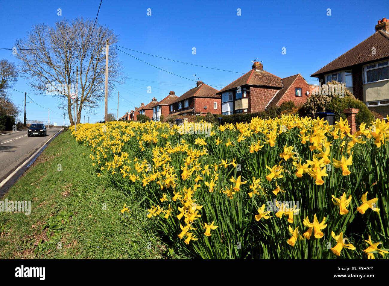 9553. Daffodils, Sturry Hill, Canterbury, Kent Stock Photo Alamy