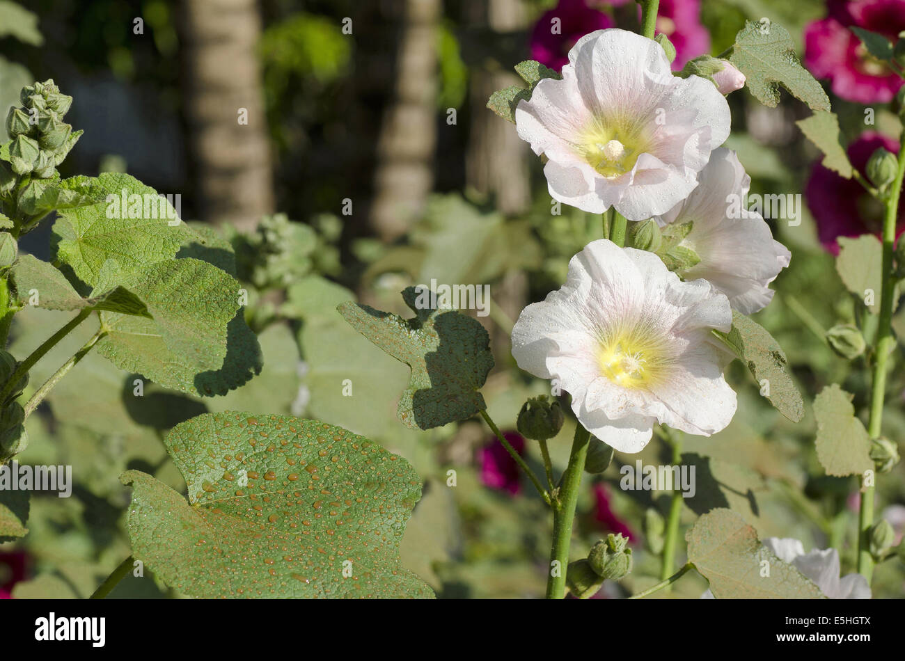 hollyhock (alcea rosea) fam malvaceae, Pune, Maharashtra, India Stock Photo