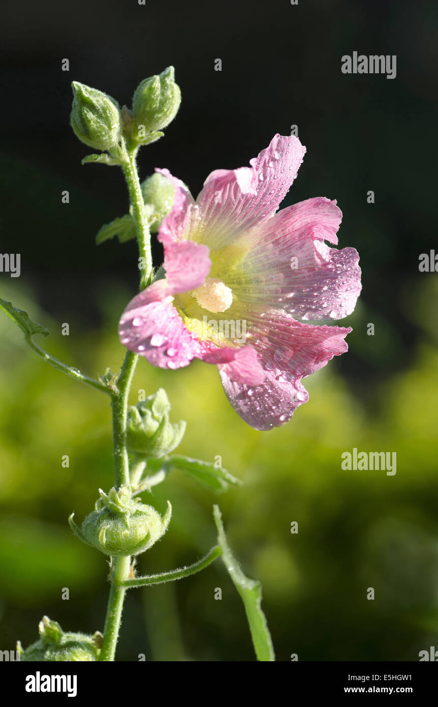 hollyhock (alcea rosea) fam malvaceae, Pune, Maharashtra, India Stock Photo