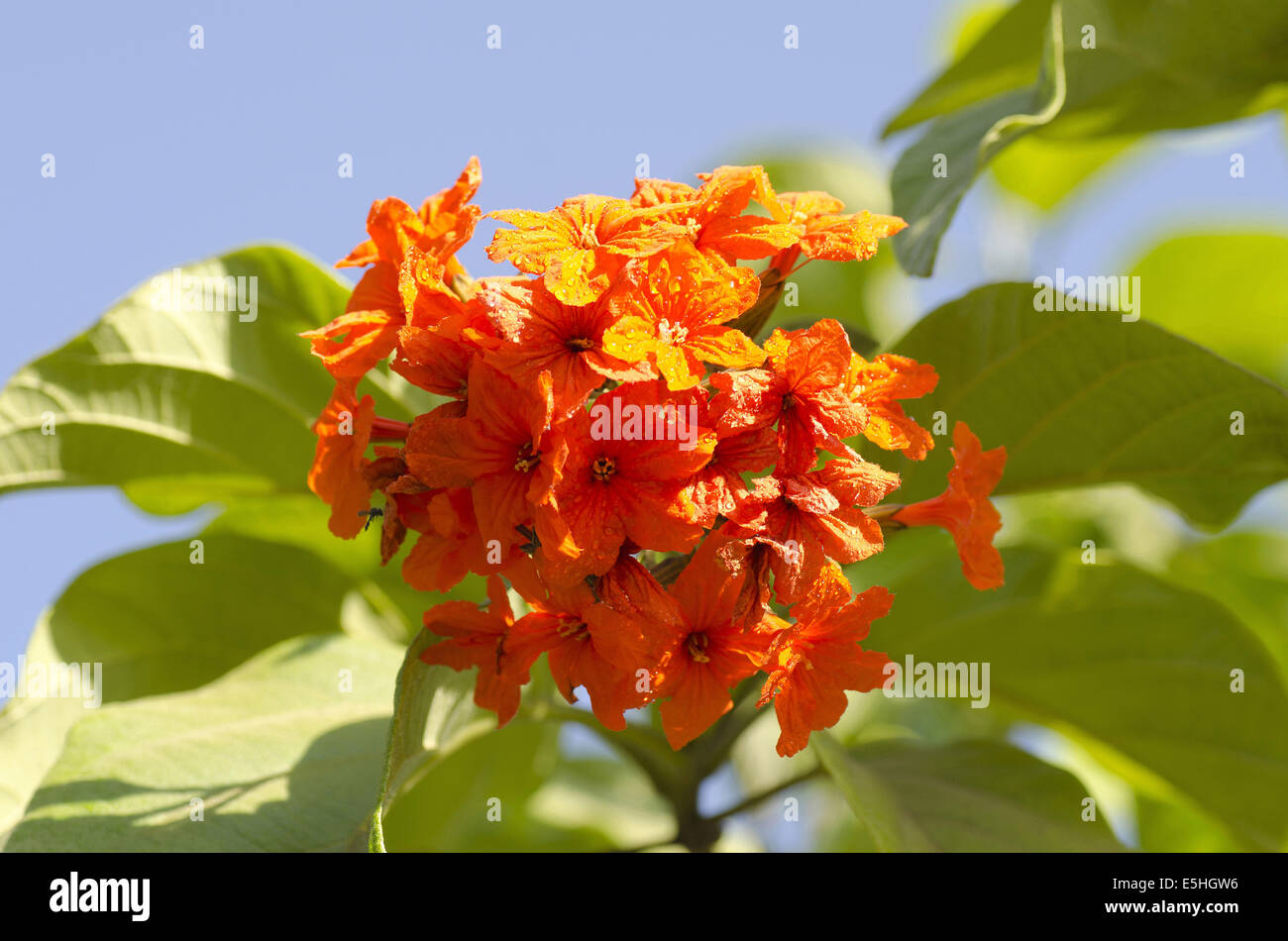 Cordia sebestena flowers, or the orange Geiger Tree , Pune, Maharashtra, India Stock Photo
