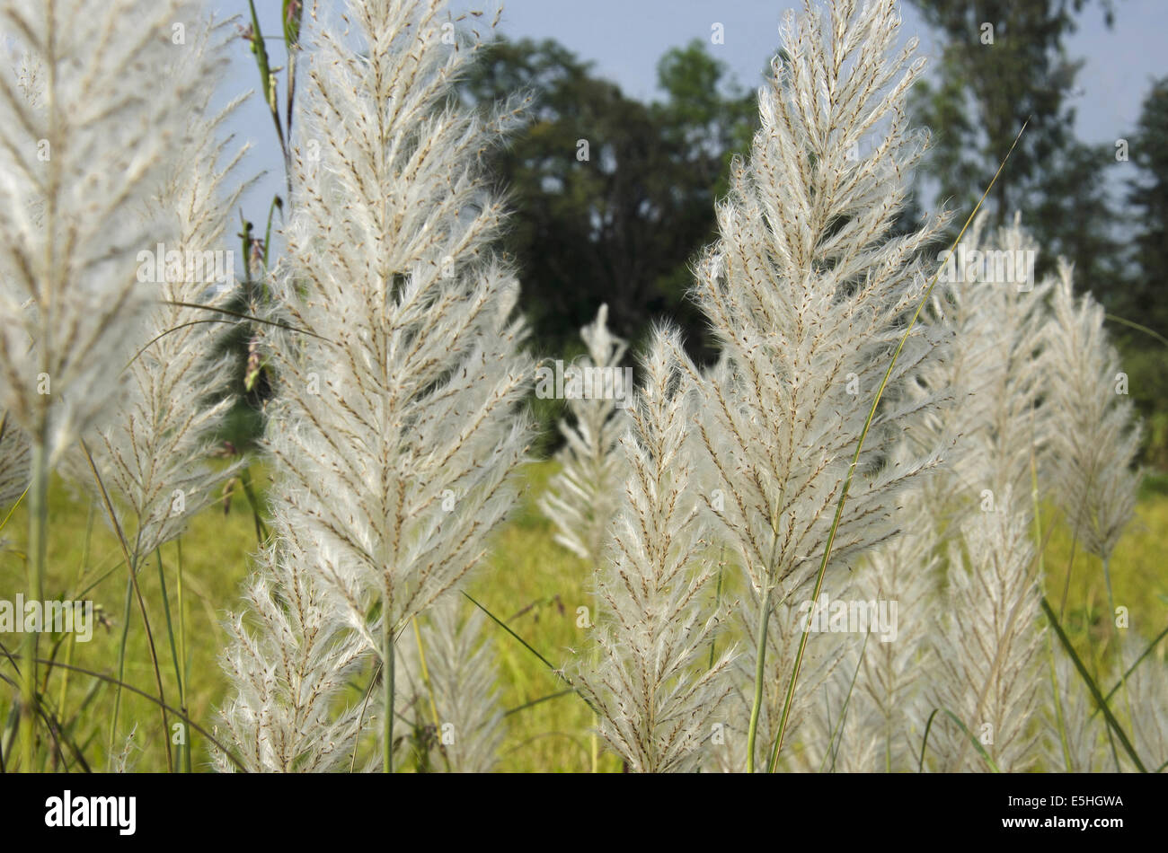 Sugarcane flowers, Pune, Maharashtra, India Stock Photo Alamy