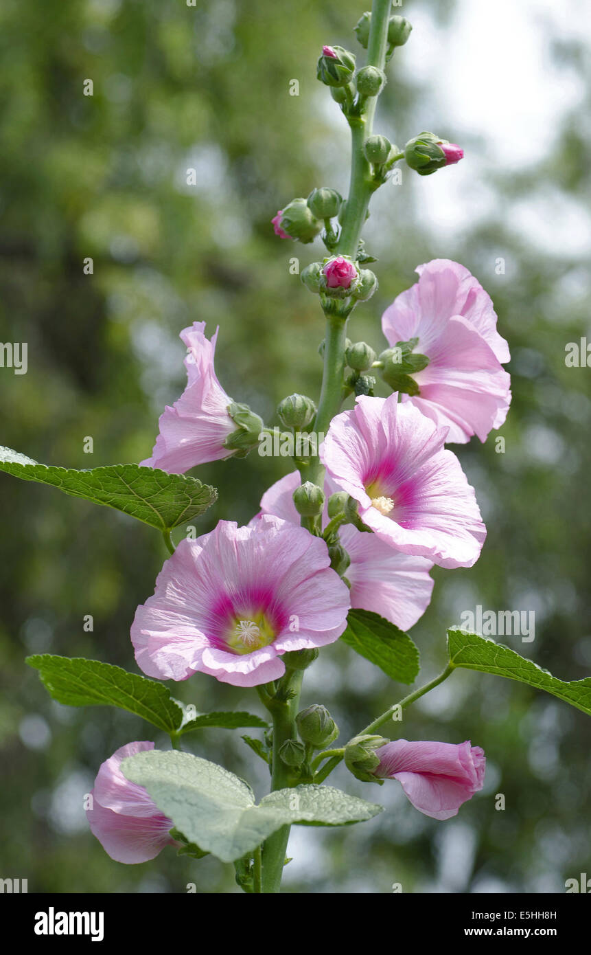 hollyhock (alcea rosea) fam malvaceae, Allahabad, Uttar Pradesh, India Stock Photo