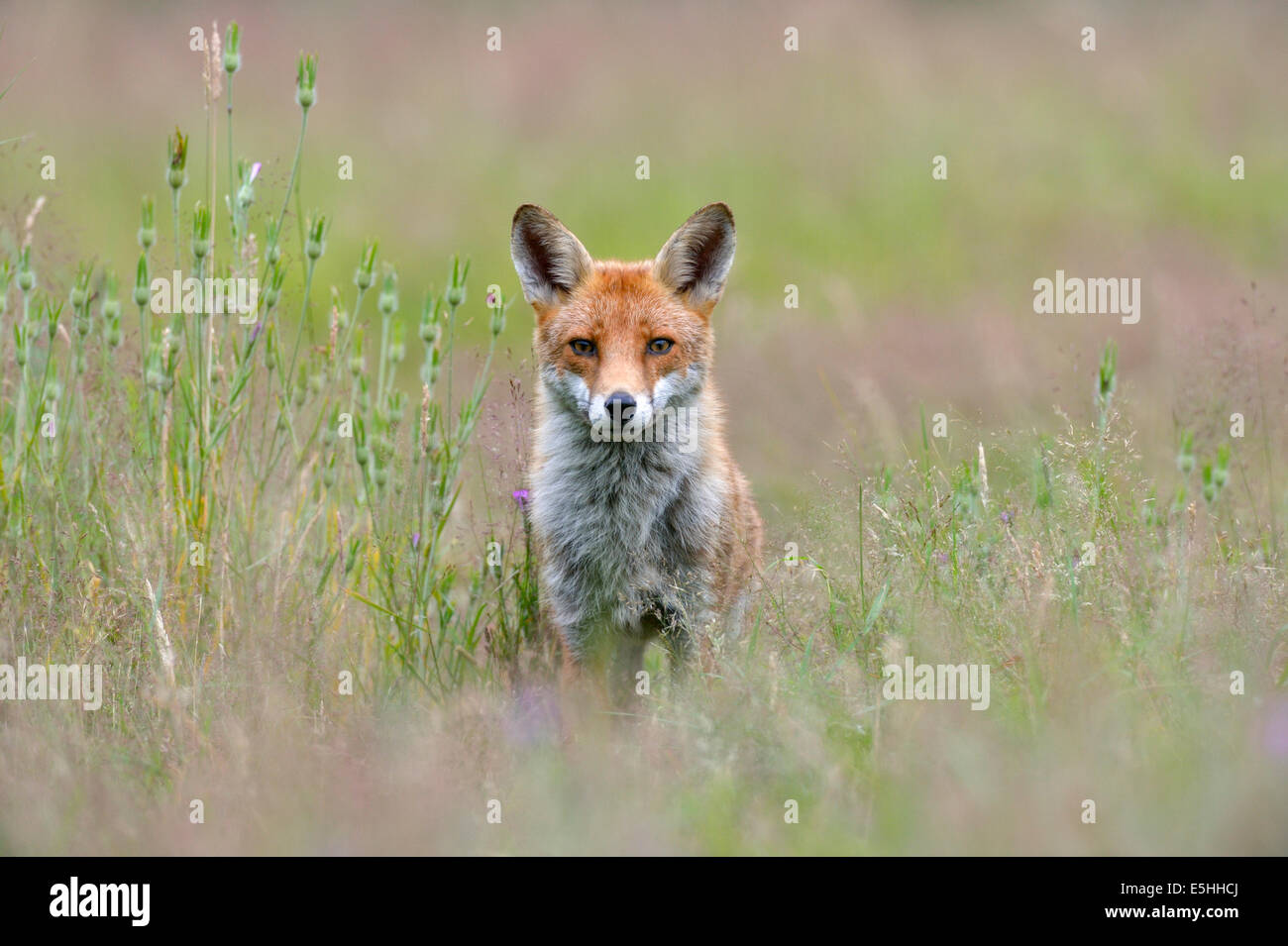 Red fox (Vulpes vulpes), UK Stock Photo
