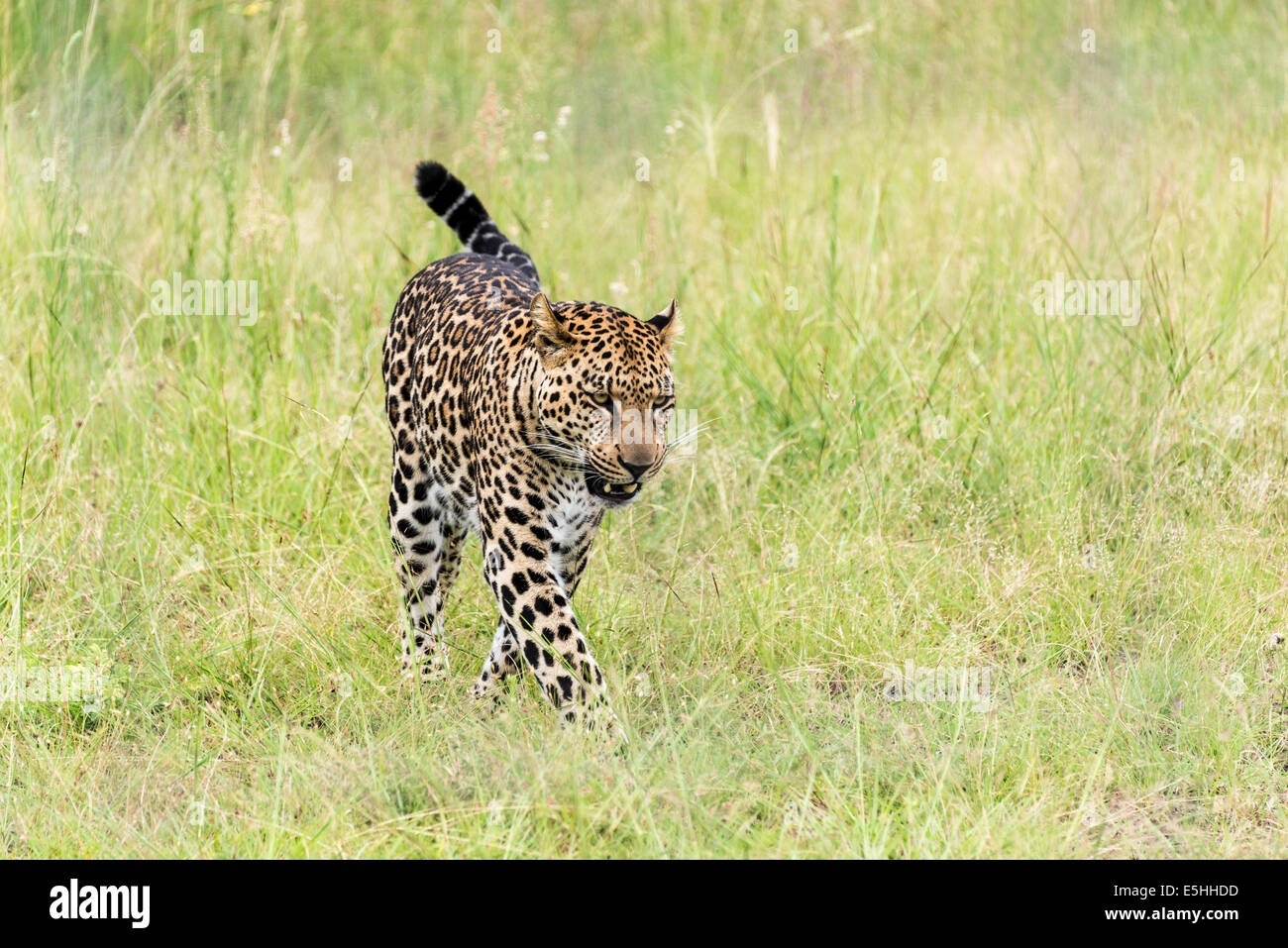 Cheetah (Acinonyx jubatus), Nambiti Reserve, Kwa-Zulu Natal, South Africa Stock Photo