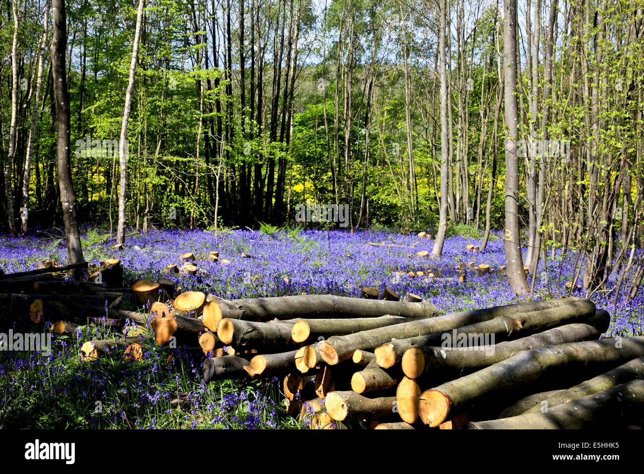 9582. Coppiced Sweet Chestnut trees & Bluebells, Conyer's Wood, nr