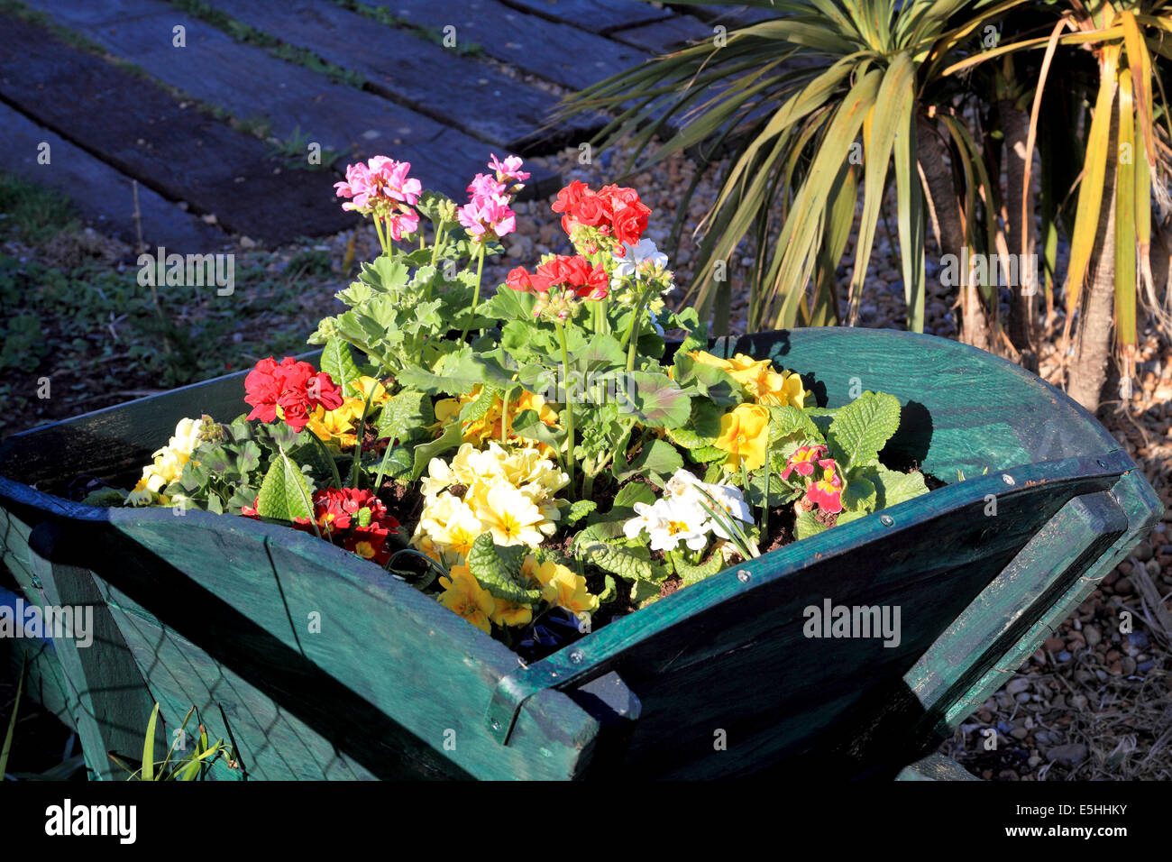 9585. Flowers in wheelbarrow, Deal, Kent Stock Photo Alamy