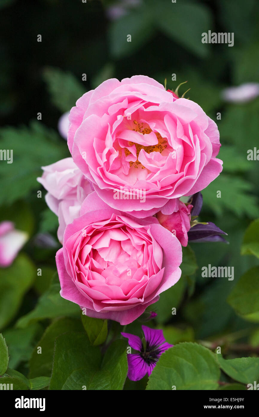 Rosa flowers. Pink shrub rose in an English garden. Stock Photo