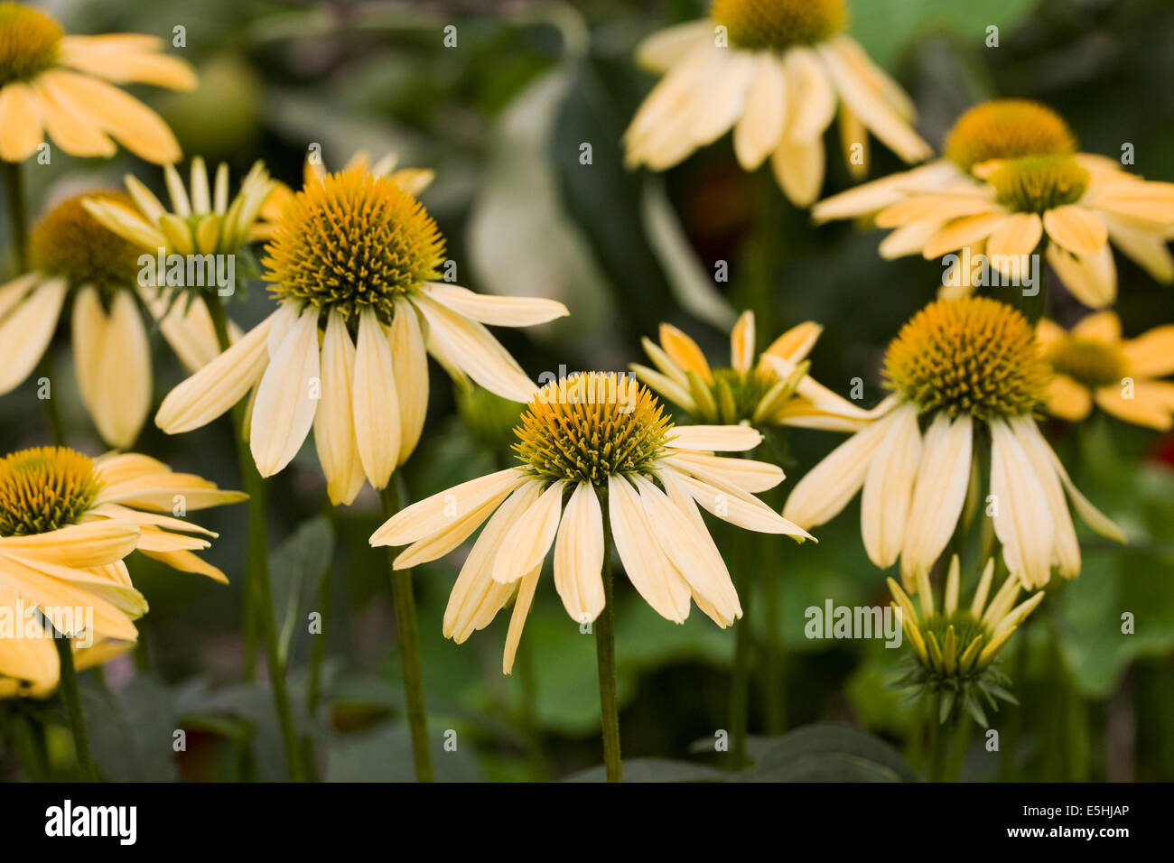 Echinacea 'Amber Mist' flowers. Coneflower in an herbaceous border. Stock Photo