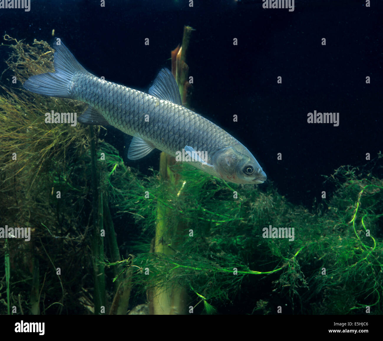 Grass Carp (Ctenopharyngodon idella), captive Stock Photo