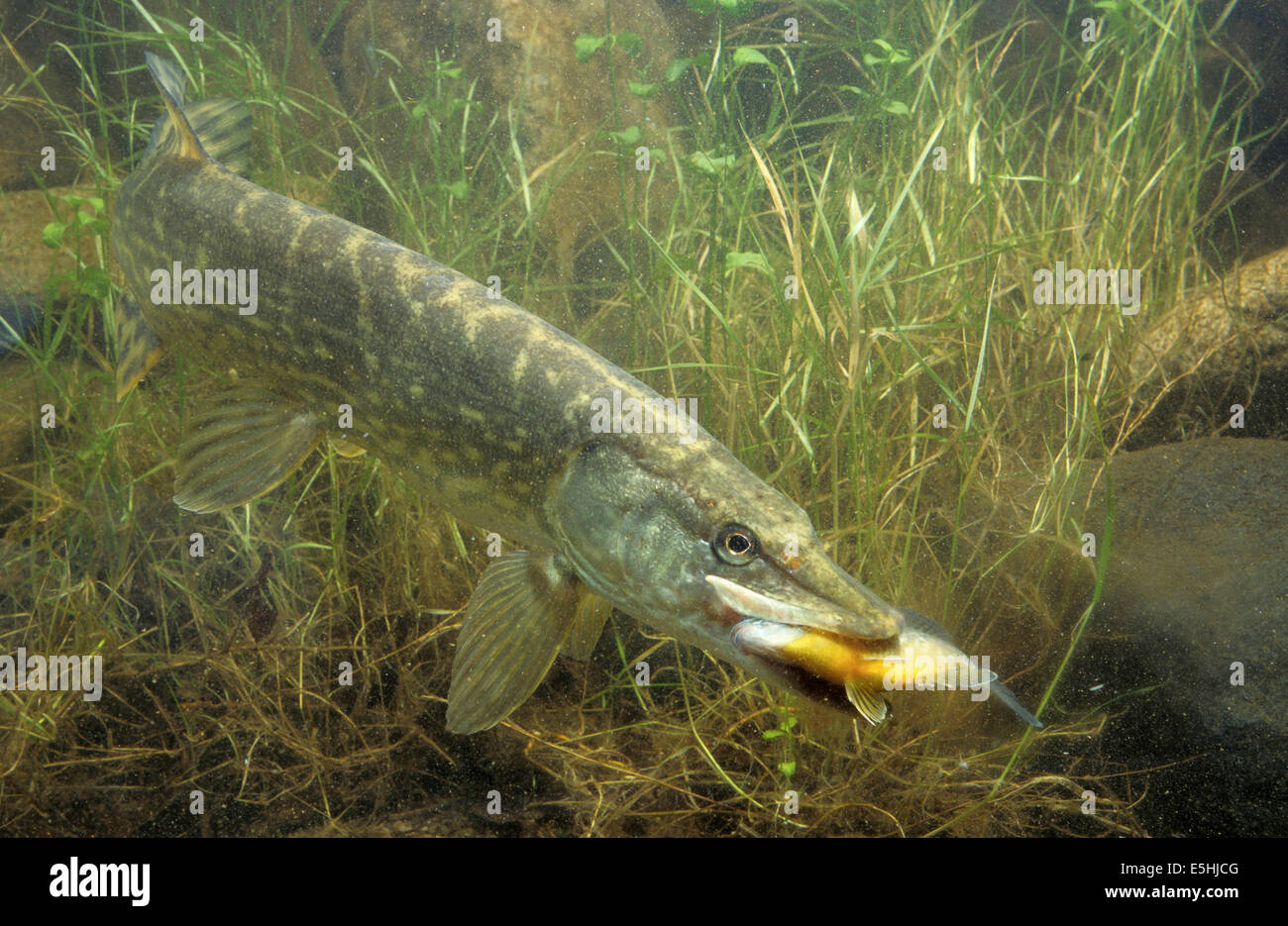 Northern Pike (Esox lucius), predation, captive, France Stock Photo
