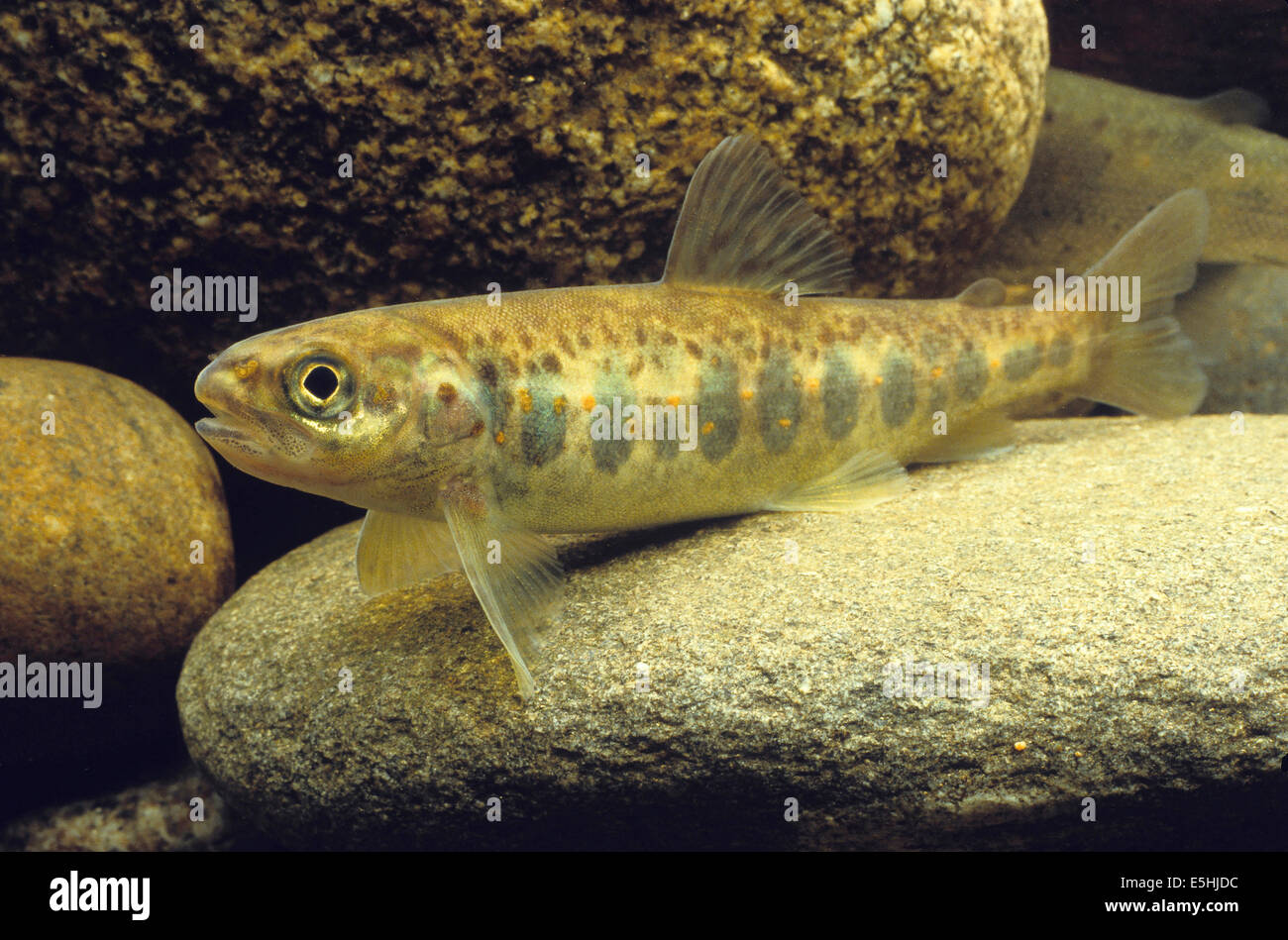 Atlantic Salmon (Salmo salar), captive Stock Photo