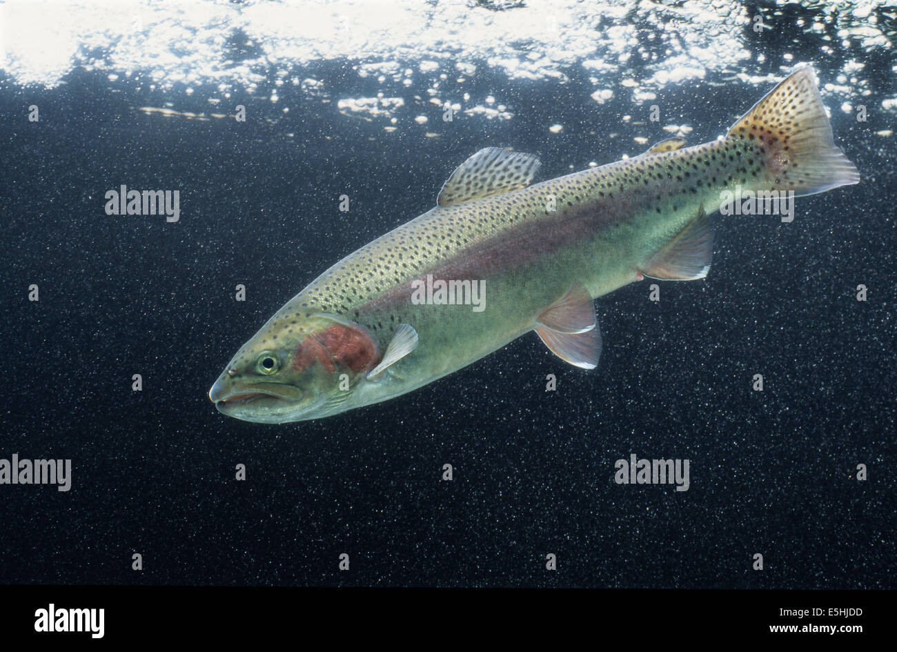 Rainbow Trout (Salmo gairdneri), captive, France Stock Photo