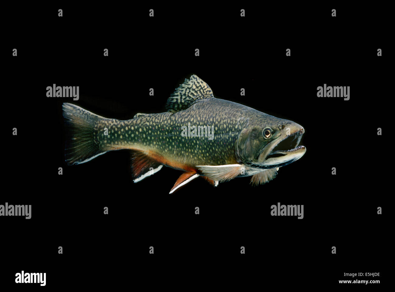 Brook trout salvelinus fontinalis captive hires stock photography and
