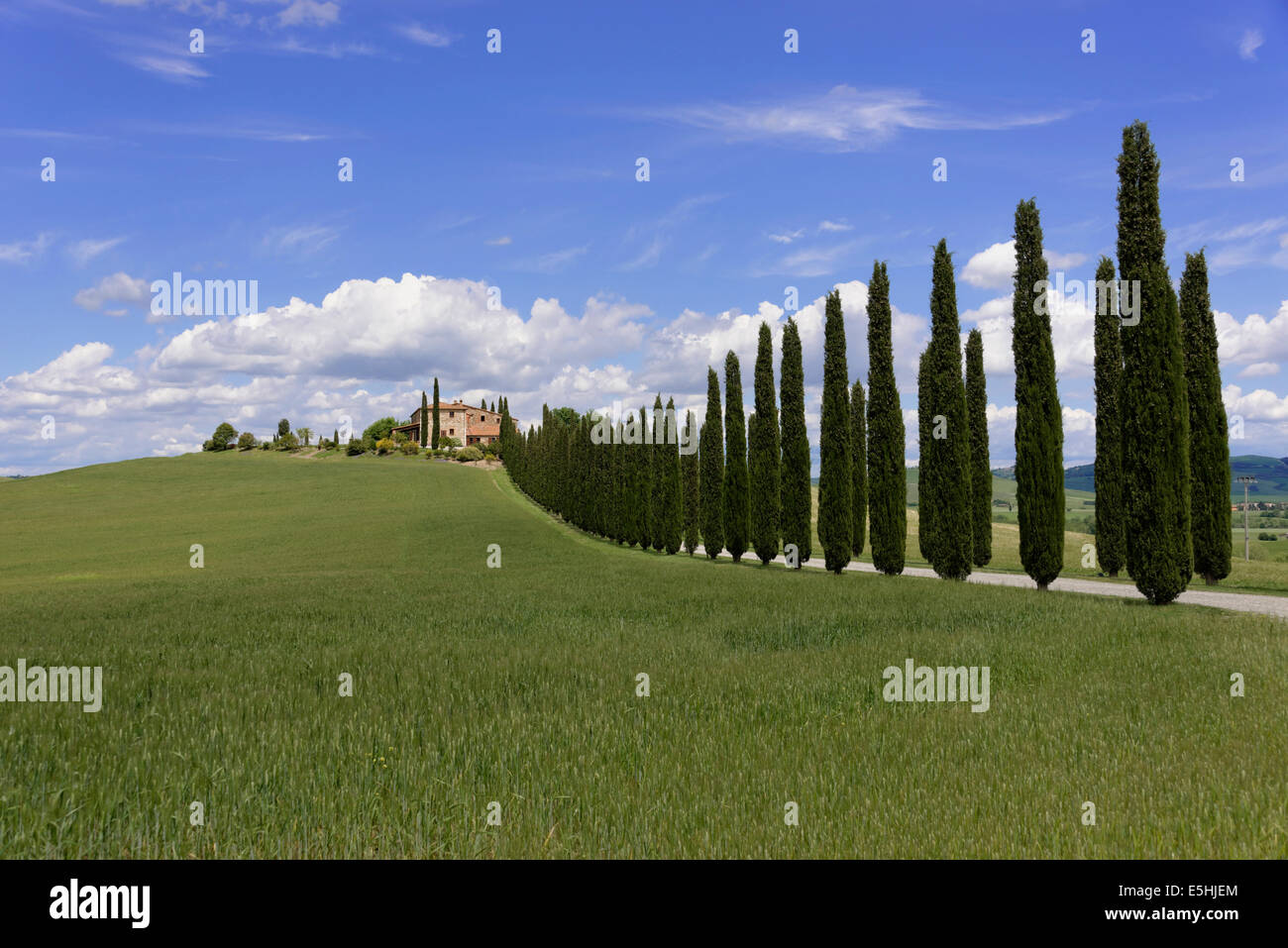 Cypress avenue to a country house, at Bagno Vignioni, San Quirico d'Orcia, Val d'Orcia, Province of Siena, Tuscany, Italy Stock Photo
