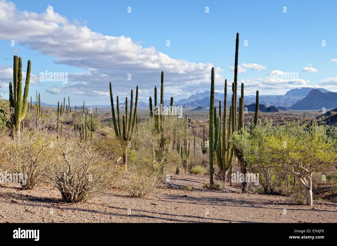 Cardon cactus (Pachycereus pringlei) and Elephant Tree (Bursera microphylla) front right, Sierra de la Giganta Stock Photo