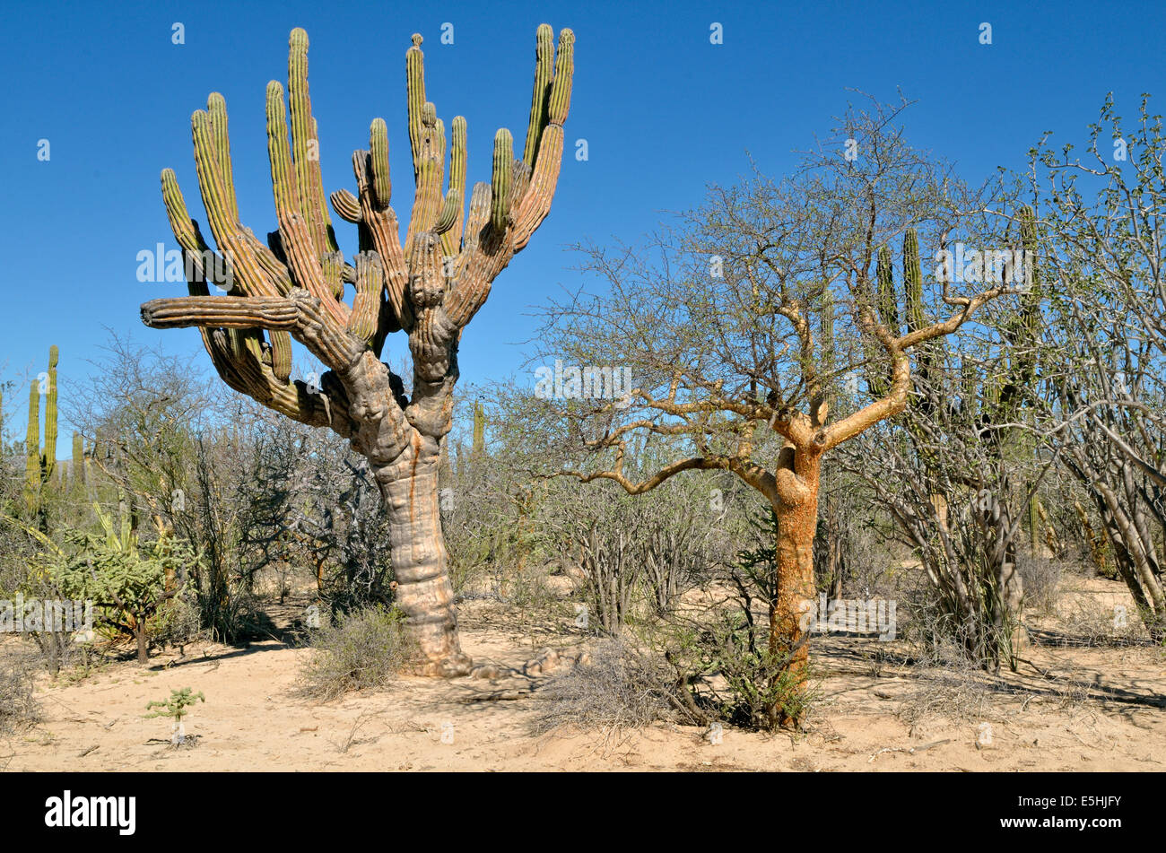 Cardon Cactus (Pachycereus pringlei) and Elephant Tree (Bursera microphylla), Cactus steppe near La Ventana, Baja California Sur Stock Photo