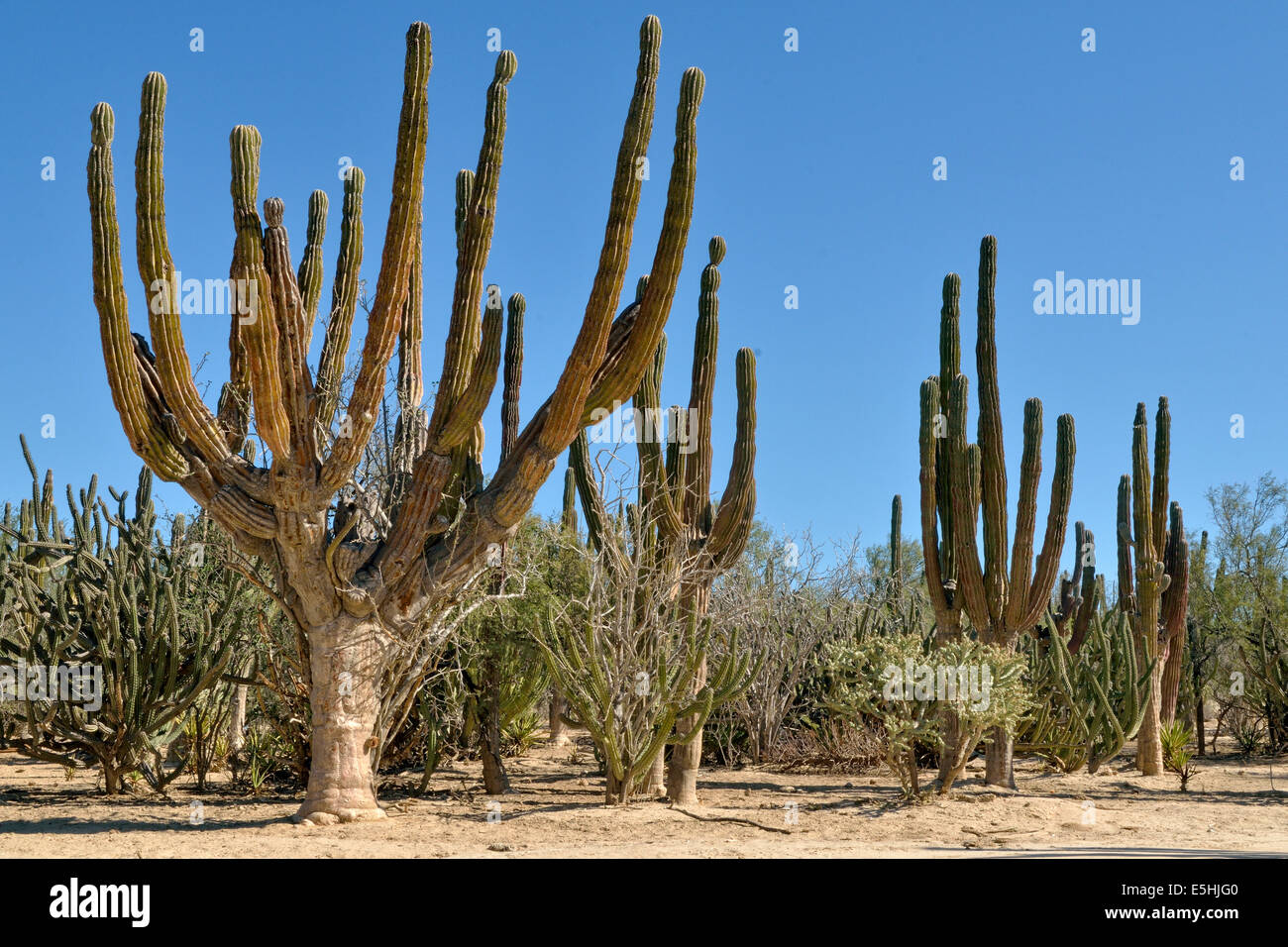 Cardon cacti (Pachycereus pringlei) cactus desert at La Ventana, Baja California Sur, Mexico Stock Photo