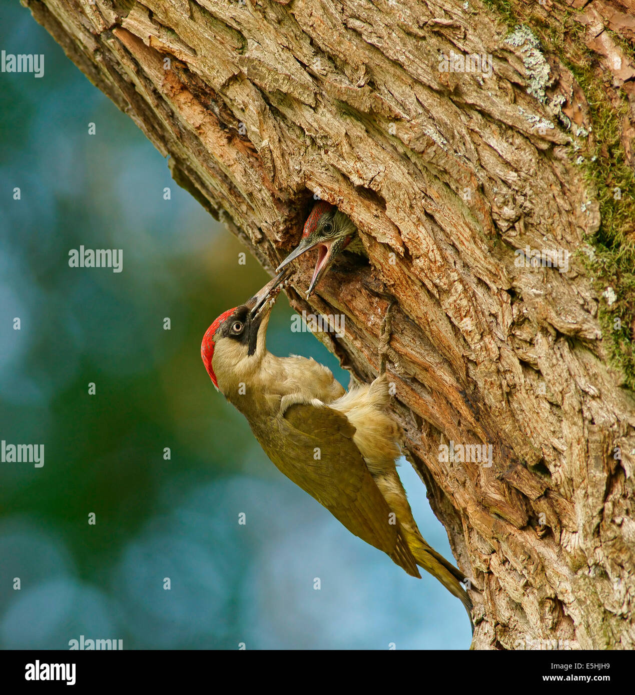 European green woodpecker (Picus viridis) feeding chick in nest in tree