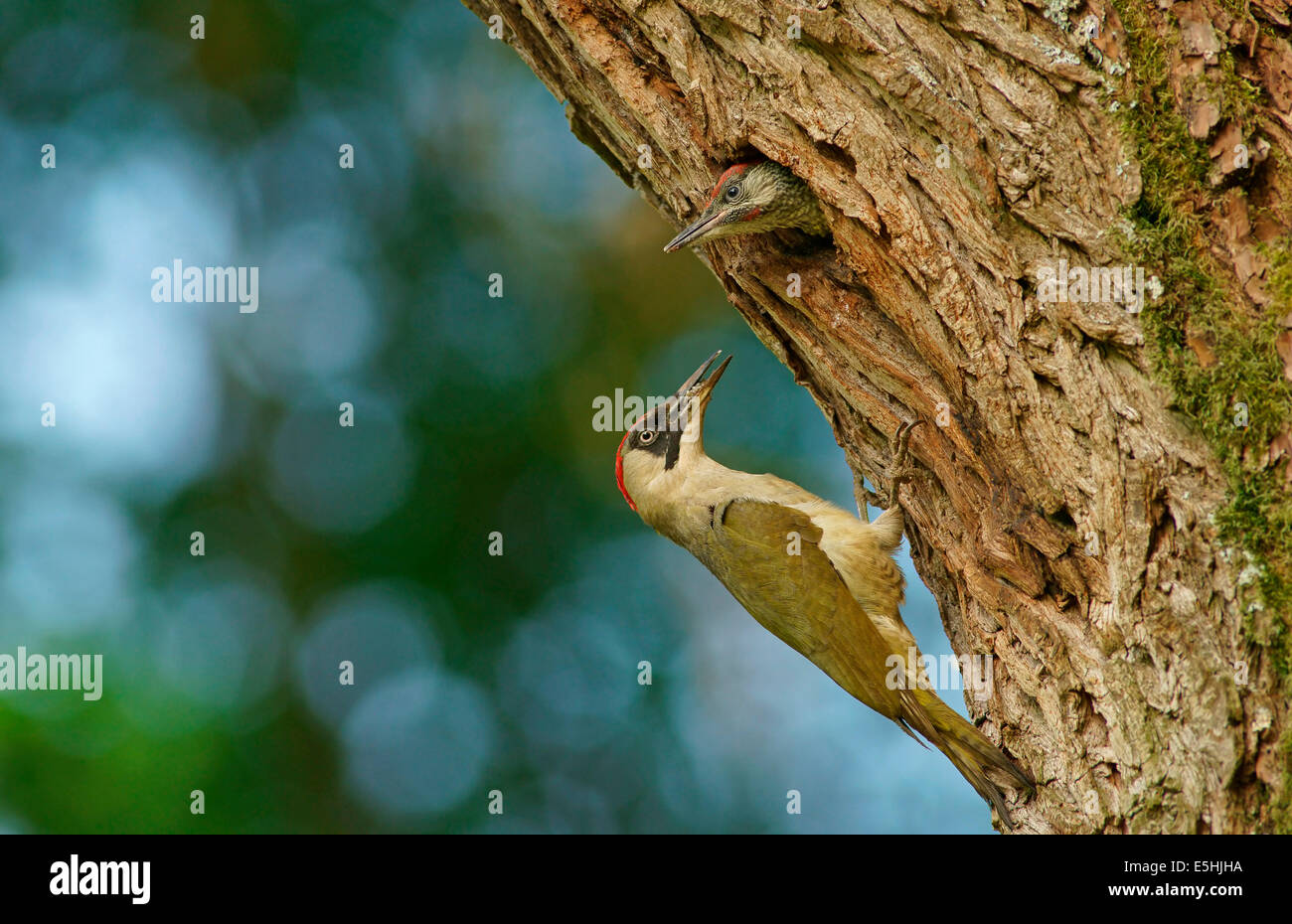 European green woodpecker (Picus viridis) feeding chick in nest in tree