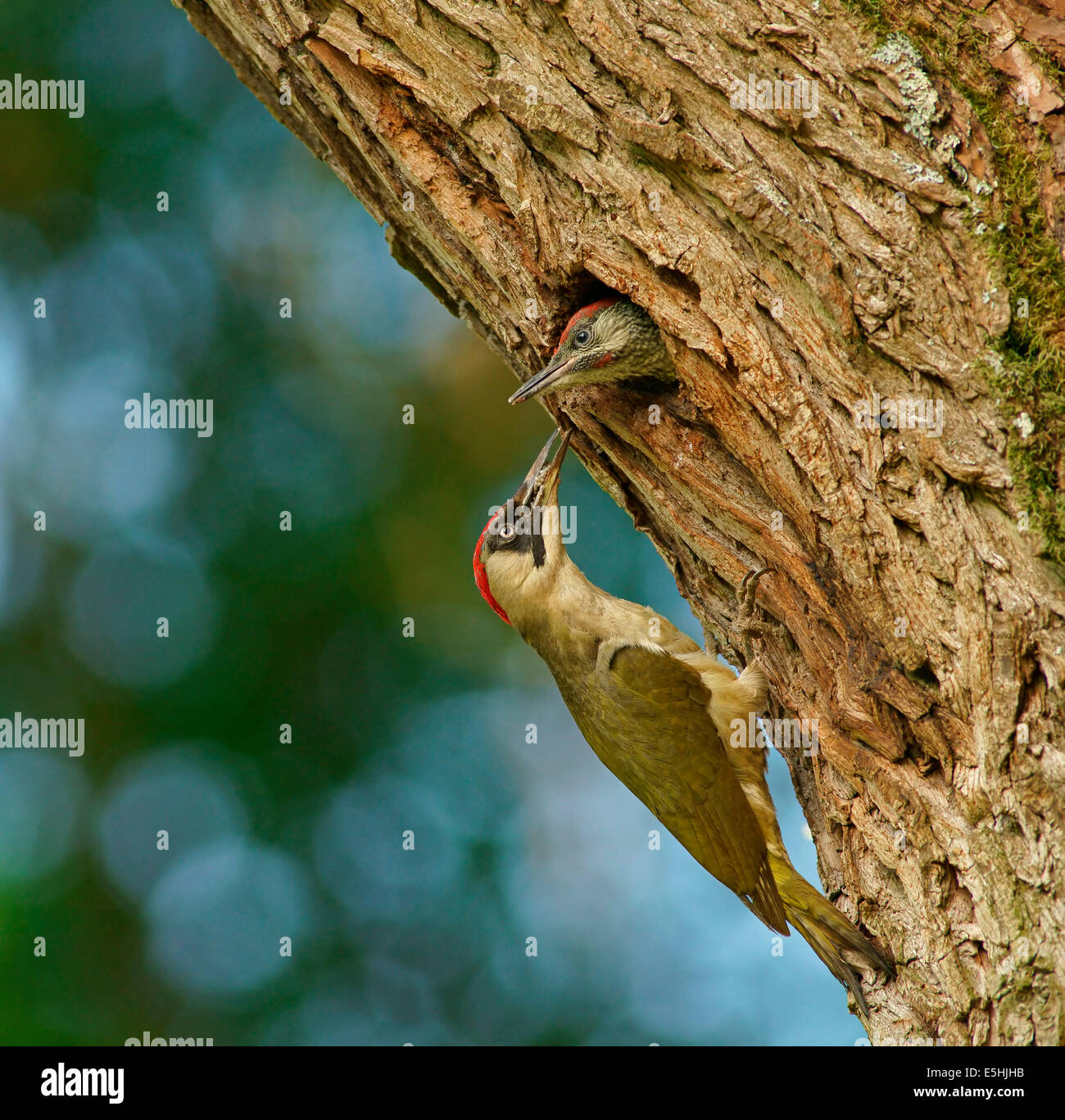 European green woodpecker (Picus viridis) feeding chick in nest in tree