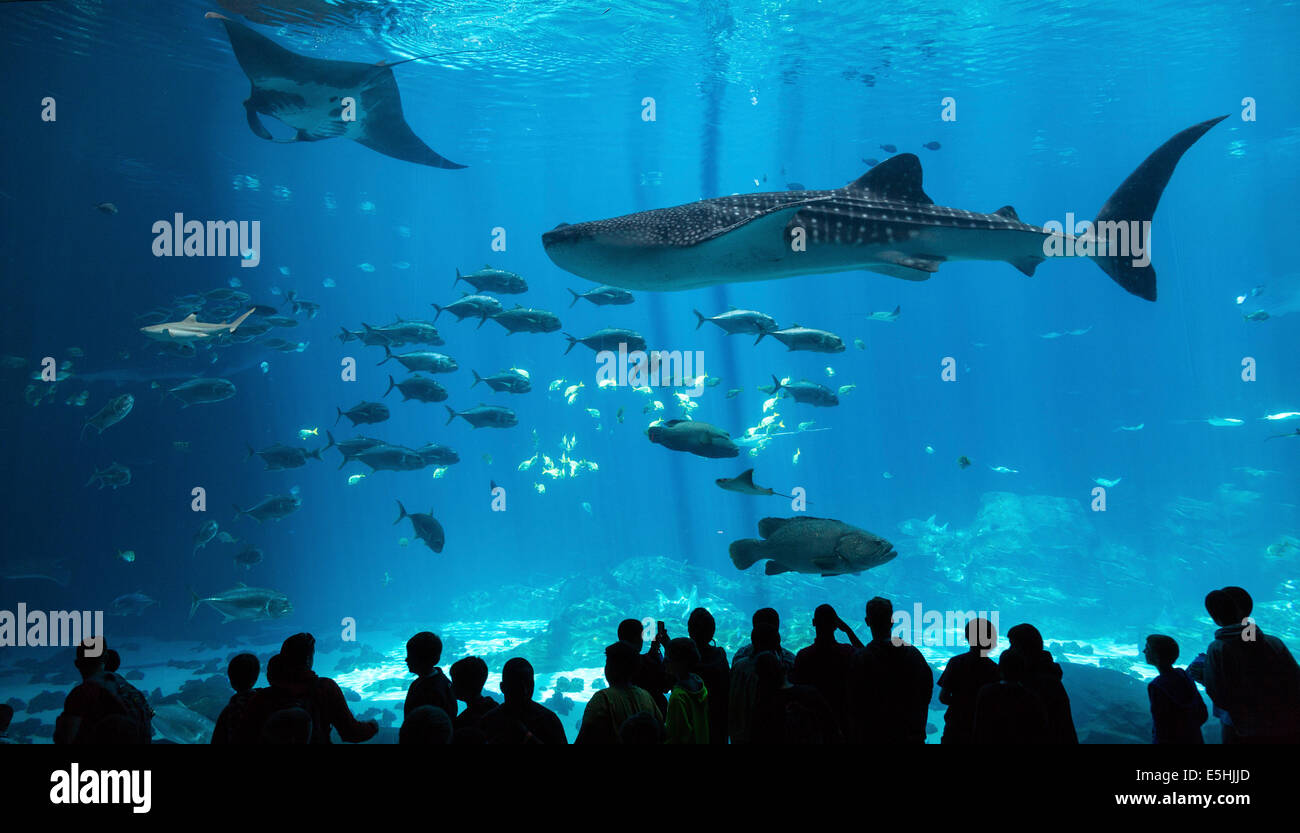 Visitors in front of a huge aquarium with manta ray (Manta sp.), Whale shark (Rhincodon typus) and Whitetip reef shark Stock Photo
