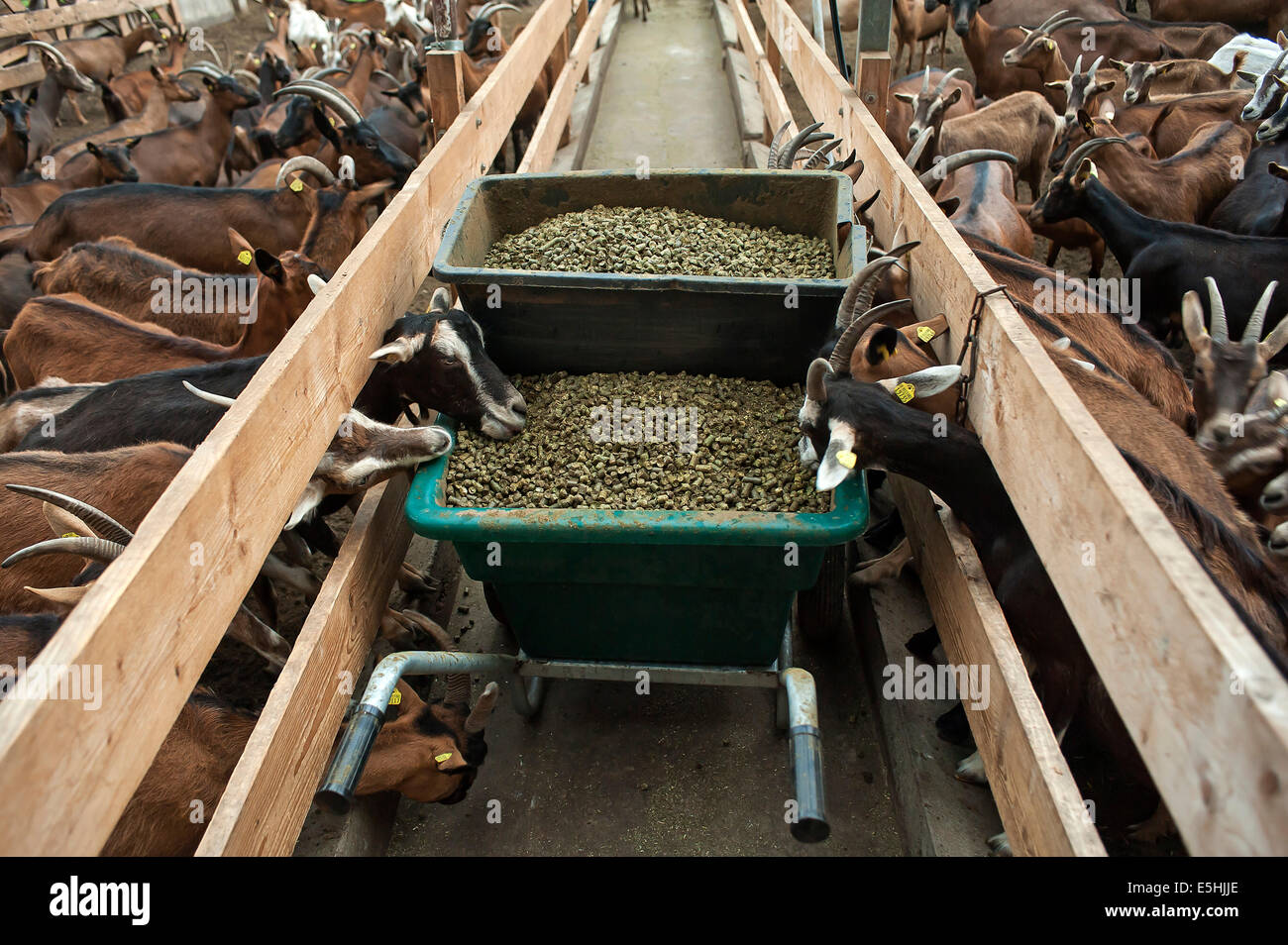 Feeding troughs in a goat shed, dairy goats on either side, organic