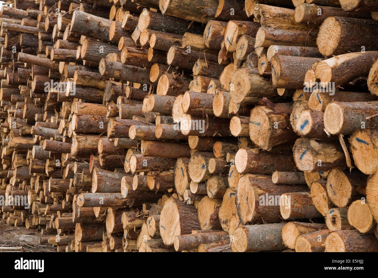 Large pile of freshly cut timber logs at a lumber mill, Quebec, Canada