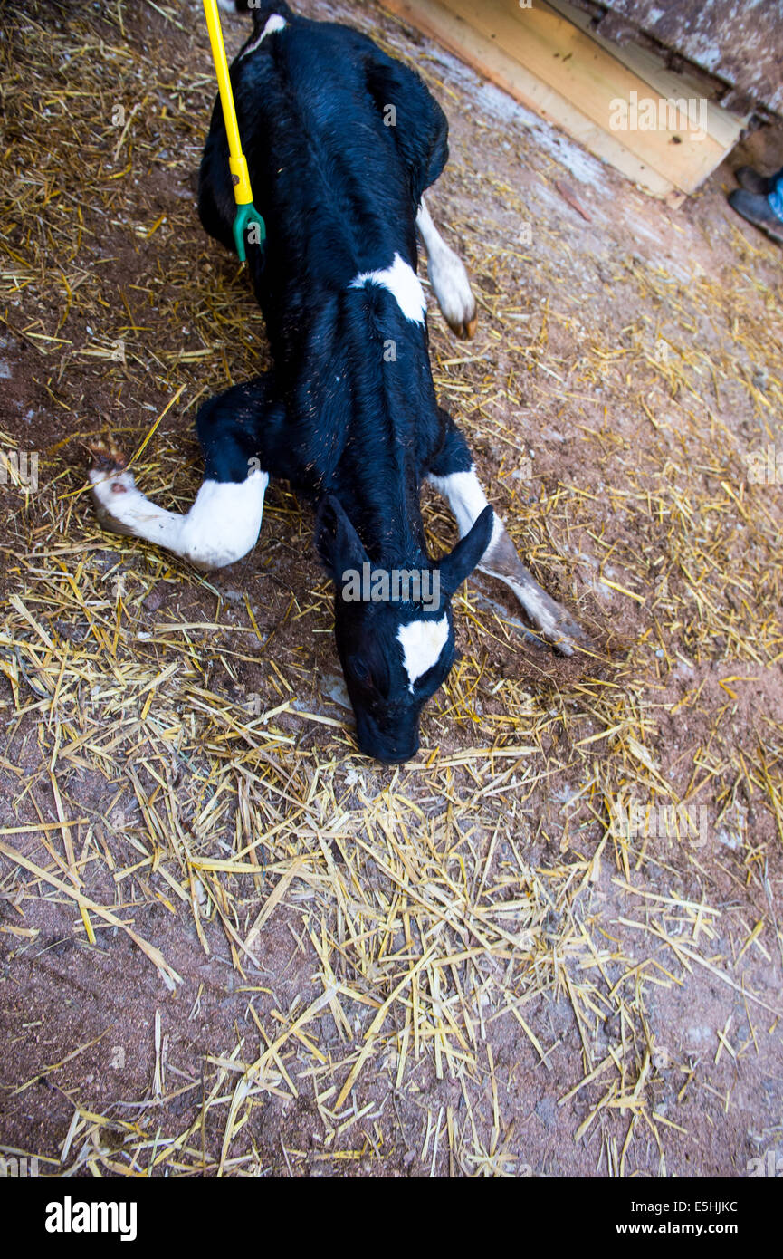 A Southern Mountain Creamery newborn calf is pressured to keep moving with a cattle prod as he is being transfered to a livesto Stock Photo