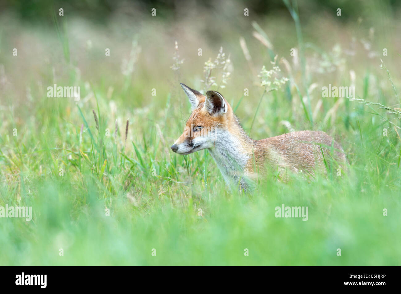 Red fox (Vulpes vulpes), UK Stock Photo - Alamy