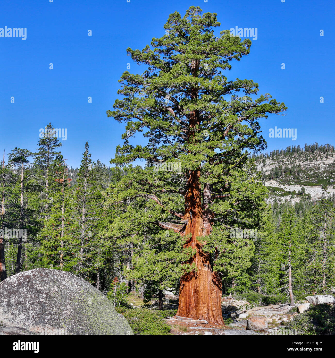 Western White Pine (Pinus monticola), Yosemite National Park Stock