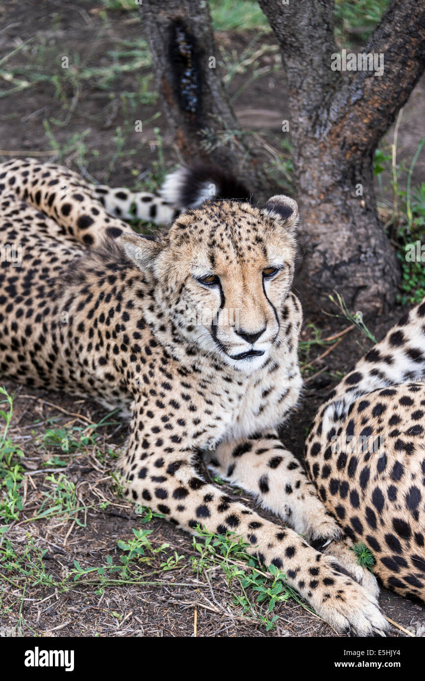 Cheetah (Acinonyx jubatus), Nambiti Reserve, Kwa-Zulu Natal, South Africa Stock Photo