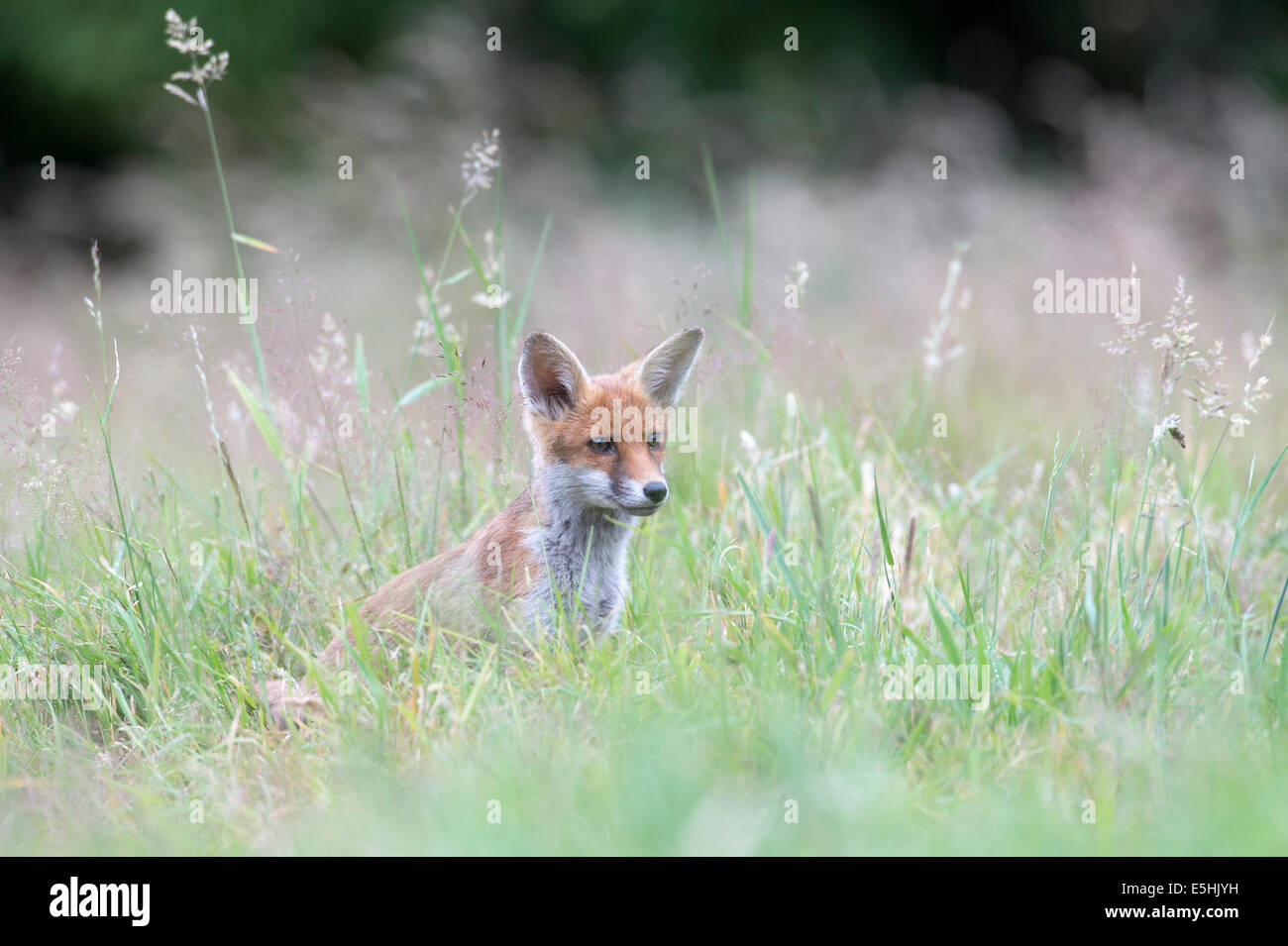 Red fox (Vulpes vulpes), UK Stock Photo