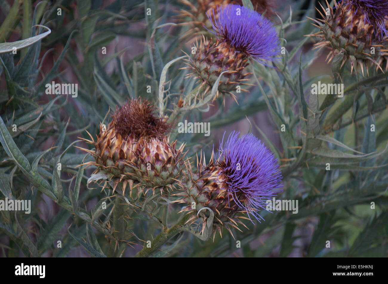 Purple thistle flowers Stock Photo Alamy