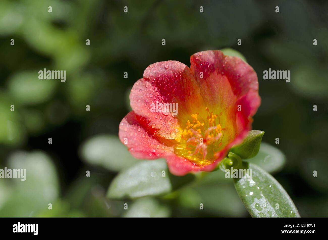 Flower india hi-res stock photography and images - Alamy