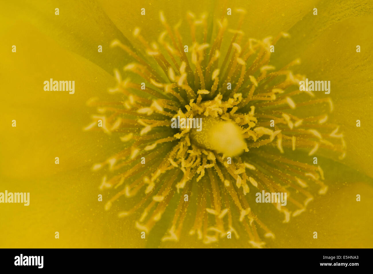 yellow flower of Barberry fig plant Stock Photo